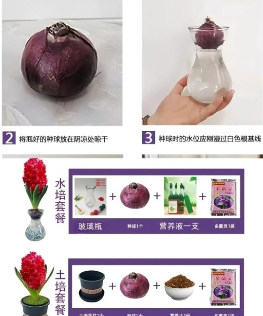 风信子种植全攻略：选对时间与用好方法，让种球年年复花