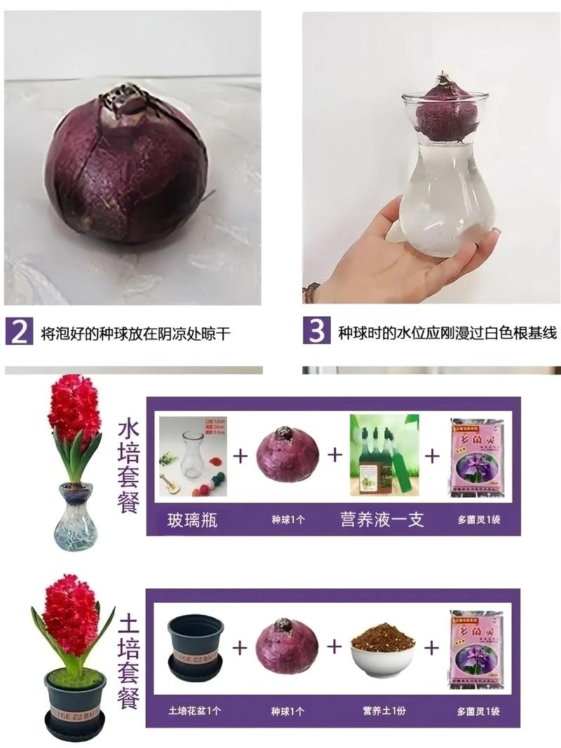风信子种植全攻略:选对时间与用好方法,让种球年年复花 一、适宜时间