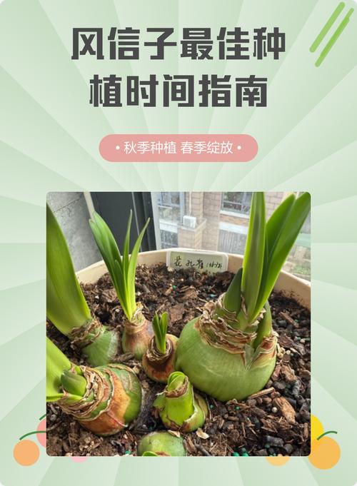 风信子种植全攻略:选对时间与用好方法,让种球年年复花 三、栽前处理