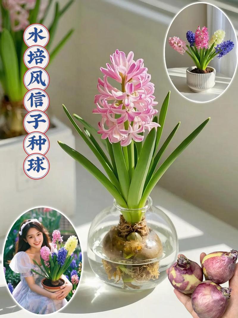 风信子种植全攻略:选对时间与用好方法,让种球年年复花 六、缓苗管理