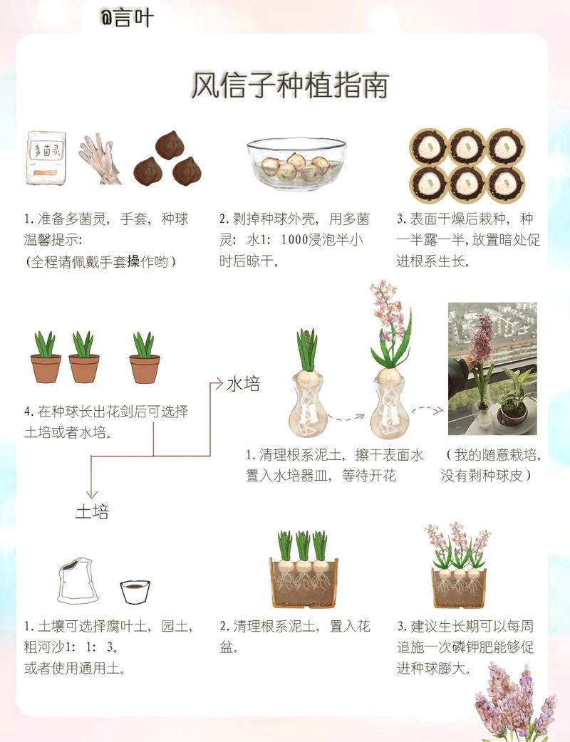 风信子种植全攻略:选对时间与用好方法,让种球年年复花 七、成活注意事项