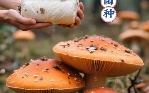 松树菌种子哪里有卖？采购渠道与菌种质量鉴别完整指南