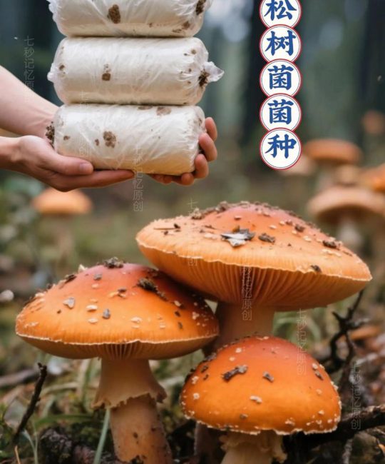 松树菌种子哪里有卖？采购渠道与菌种质量鉴别完整指南