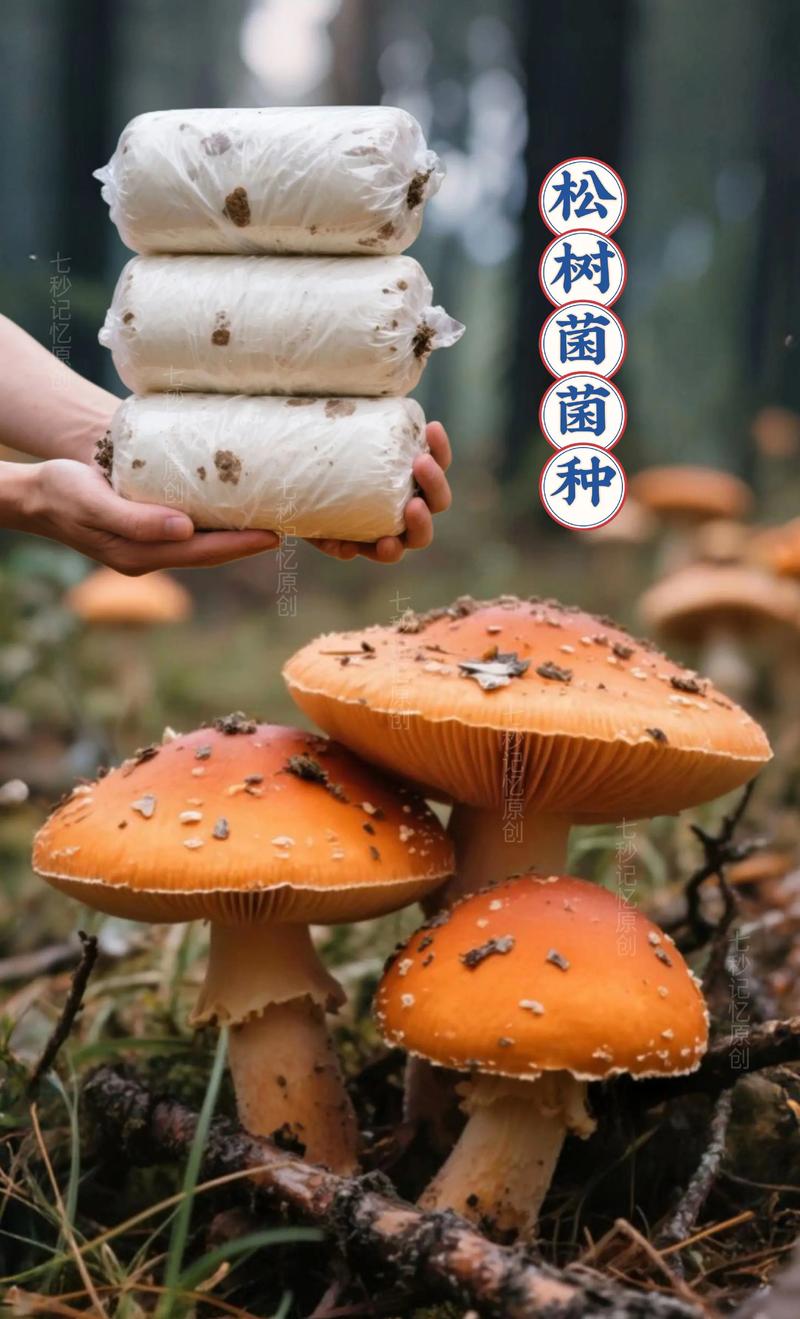松树菌种子哪里有卖?采购渠道与菌种质量鉴别完整指南 明确真实需求:你需要的是菌种,不是种子