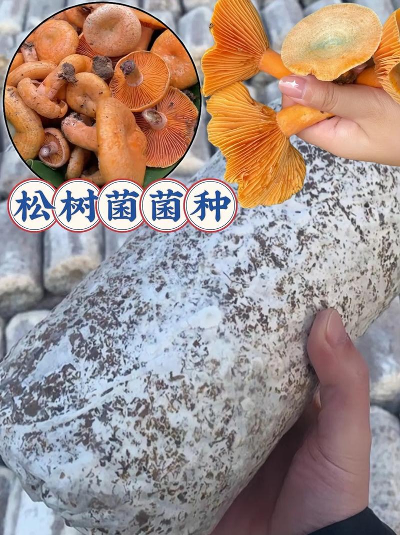 松树菌种子哪里有卖?采购渠道与菌种质量鉴别完整指南 筛选候选供应商