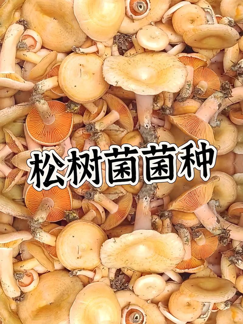 松树菌种子哪里有卖?采购渠道与菌种质量鉴别完整指南 菌种质量量化评估