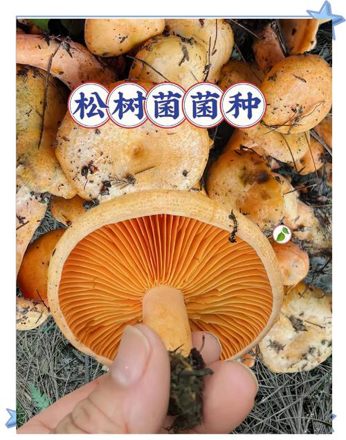 松树菌种子哪里有卖?采购渠道与菌种质量鉴别完整指南 品种真实性核查:靠“看、问、测”