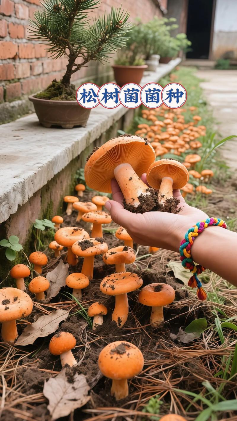 松树菌种子哪里有卖?采购渠道与菌种质量鉴别完整指南 售后保障与书面约定
