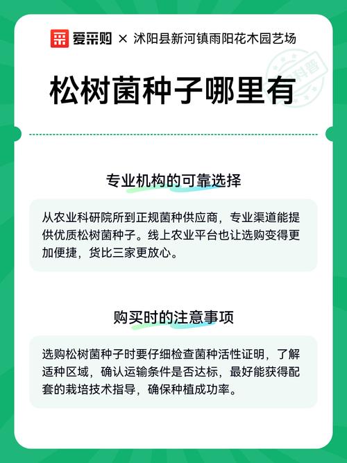 松树菌种子哪里有卖?采购渠道与菌种质量鉴别完整指南 运输与验收规范