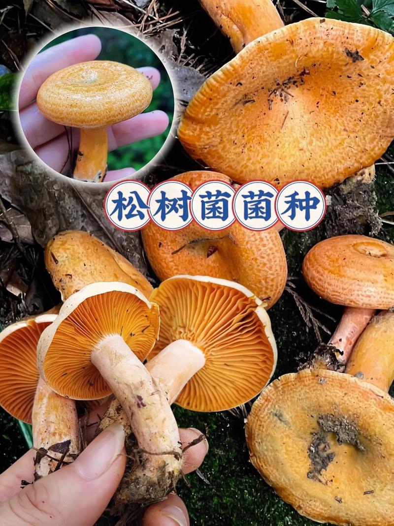 松树菌种子哪里有卖?采购渠道与菌种质量鉴别完整指南 综合评估结论
