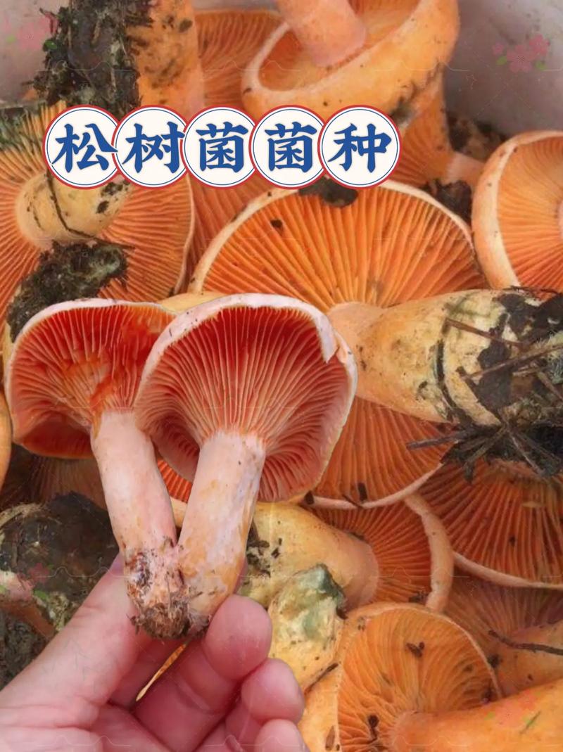 松树菌种子哪里有卖?采购渠道与菌种质量鉴别完整指南 FAQ