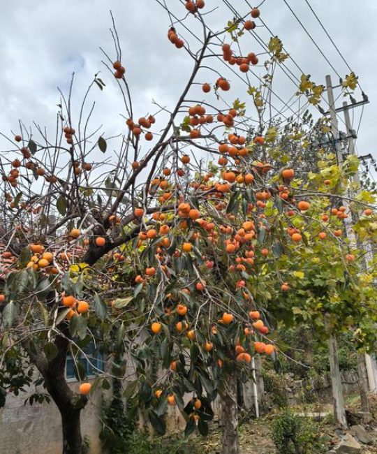 柿子树栽门口大忌：科学种植与风水寓意全解析