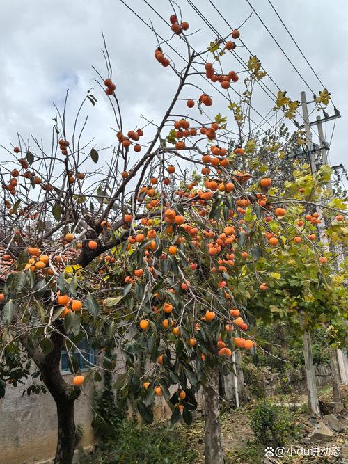 柿子树栽门口大忌:科学种植与风水寓意全解析 柿子树栽门口大忌:科学种植与风水寓意全解析