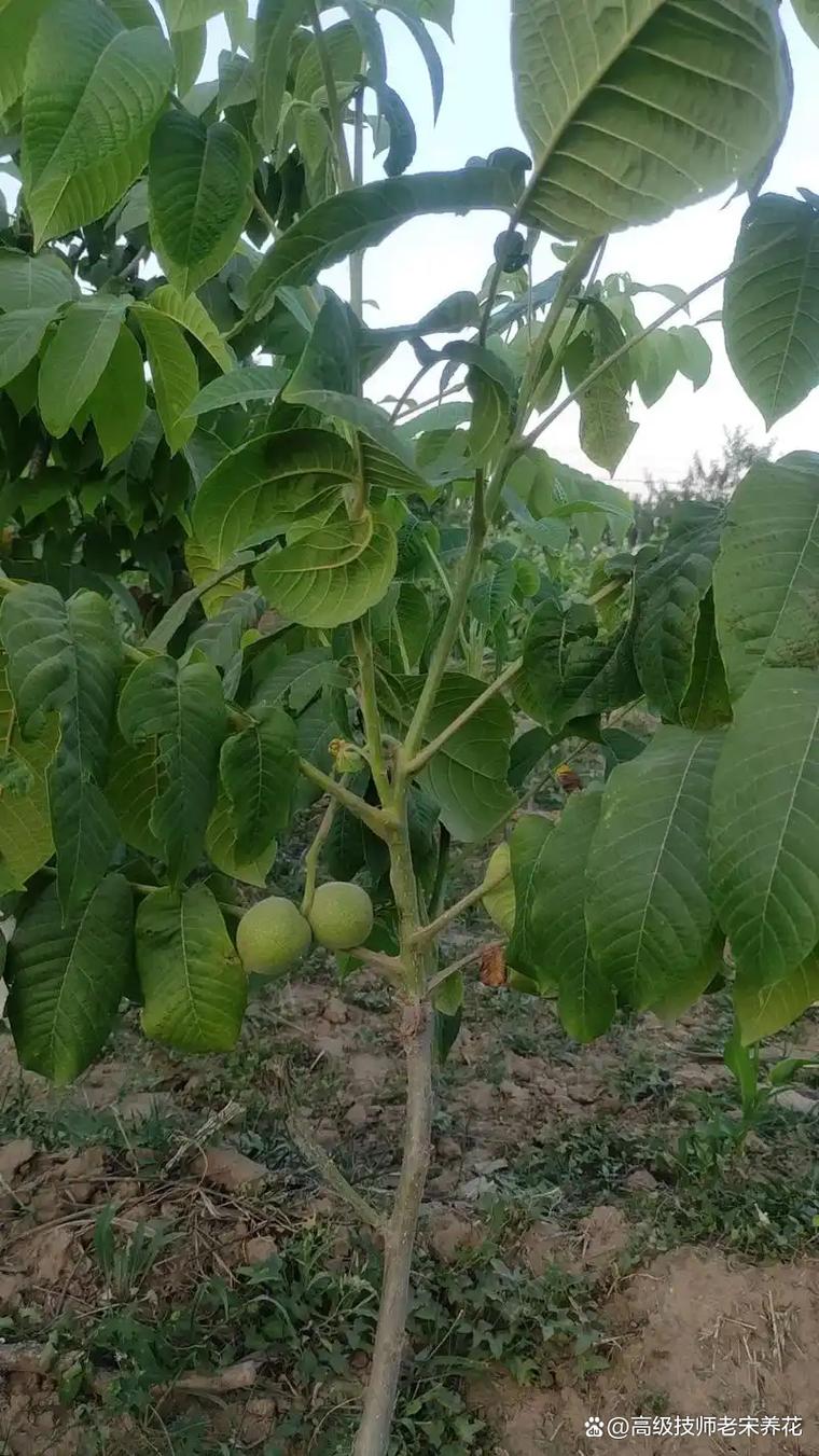 门前有核桃树好吗?从风水、安全与种植技术三个维度给出明确结论 产量与经济价值:一株成年树年产坚果40-80斤