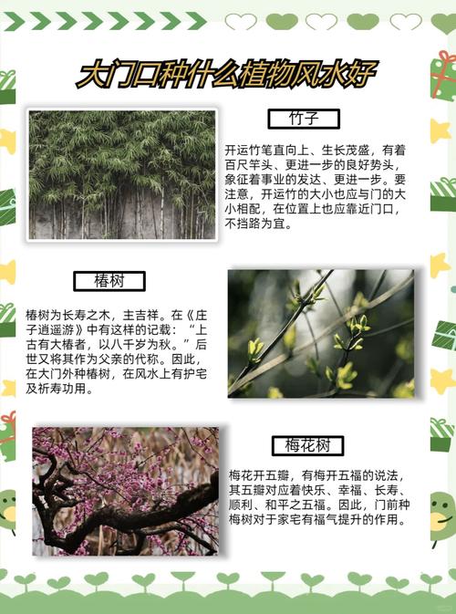 门前有核桃树好吗?从风水、安全与种植技术三个维度给出明确结论 门前种植安全与落叶管理要点