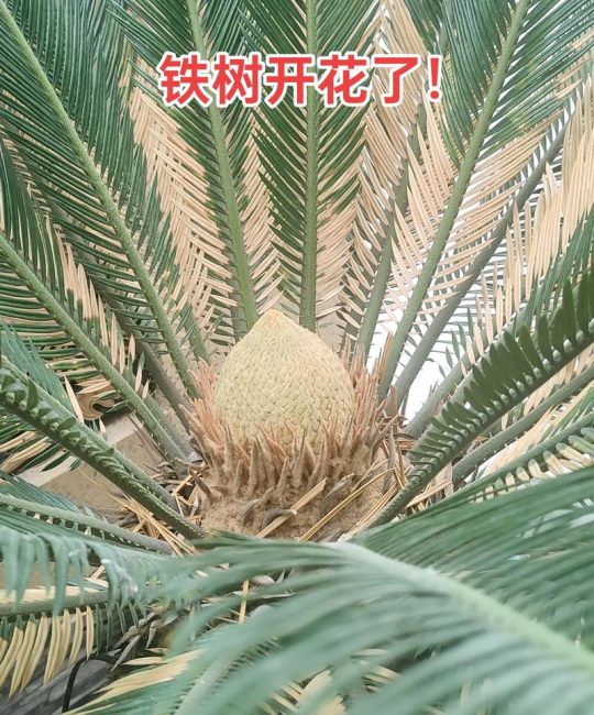 铁树开花长什么样子？揭秘苏铁雌雄花形态与罕见花期