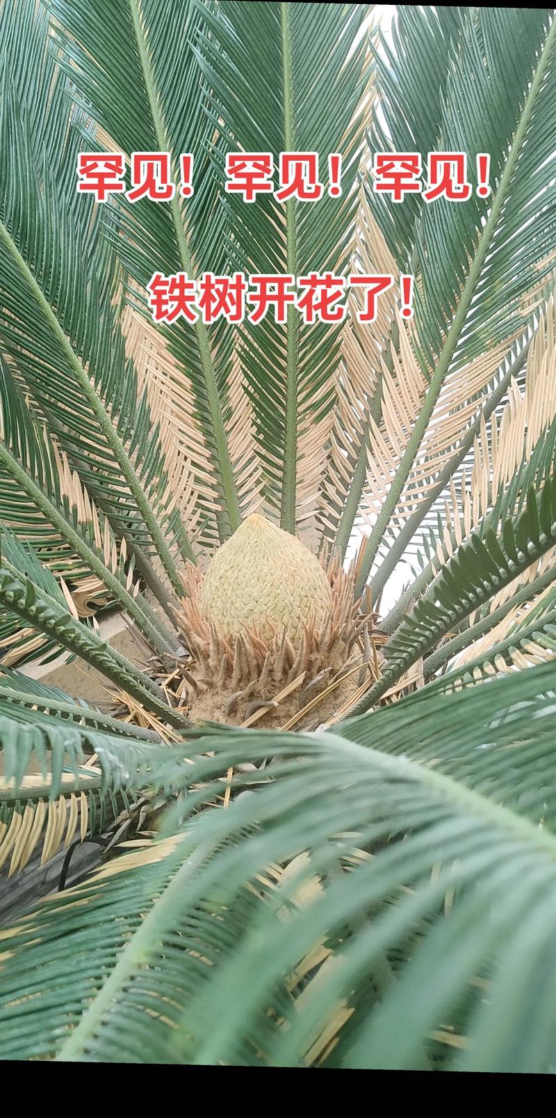铁树开花长什么样子?揭秘苏铁雌雄花形态与罕见花期 铁树开花长什么样子?揭秘苏铁雌雄花形态与罕见花期