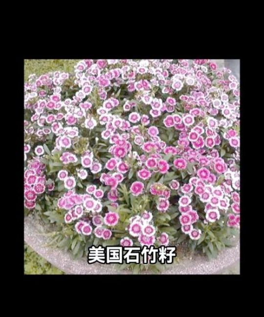 石竹种子怎么种？从播种时间到出苗管理的实操指南