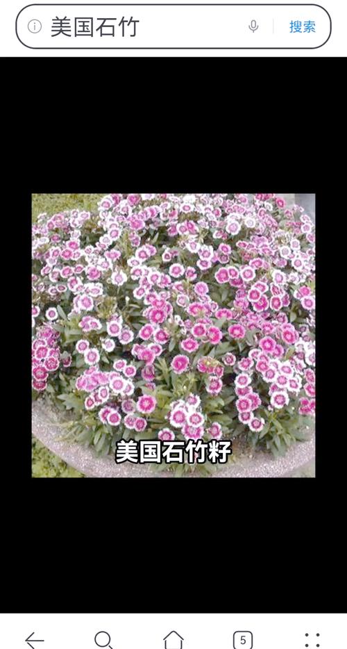 石竹种子怎么种?从播种时间到出苗管理的实操指南 石竹种子怎么种?先看适宜时间