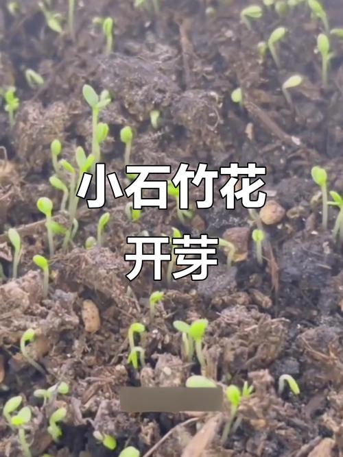 石竹种子怎么种?从播种时间到出苗管理的实操指南 浇定根水怎么浇