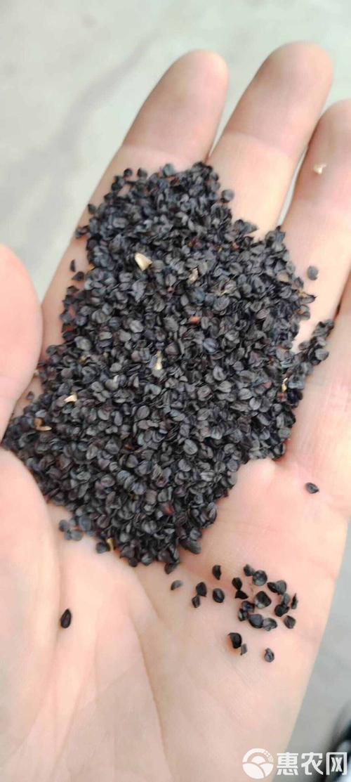 石竹种子怎么种?从播种时间到出苗管理的实操指南 栽前处理怎么做