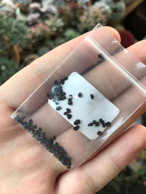 石竹种子怎么种?从播种时间到出苗管理的实操指南 缓苗管理怎么做