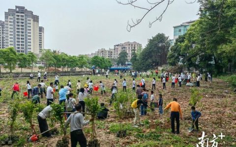 沉香树苗采购避坑指南：科学甄别真实货源与优质苗木的四大步骤