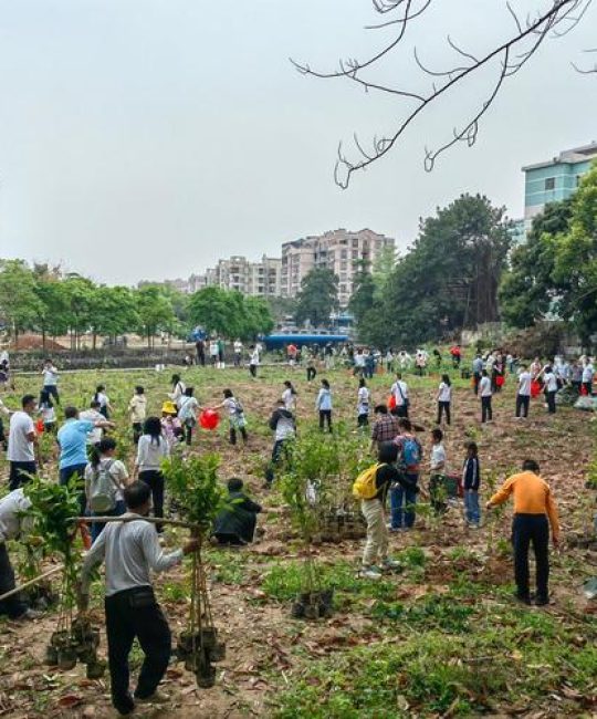 沉香树苗采购避坑指南：科学甄别真实货源与优质苗木的四大步骤