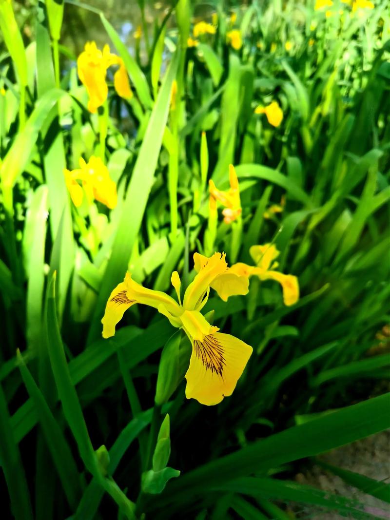 黄菖蒲:它不是黄花菜,但值得种在池边的金色鸢尾 盆栽/地栽选择决策