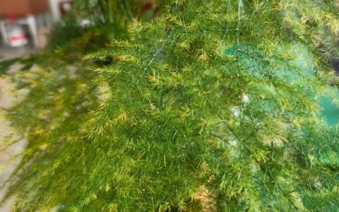 文竹黄叶是什么原因造成的？一文教你快速诊断与急救