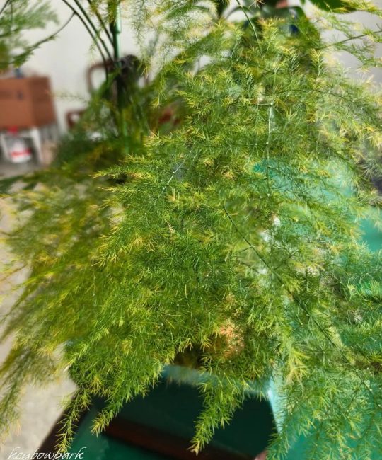文竹黄叶是什么原因造成的？一文教你快速诊断与急救