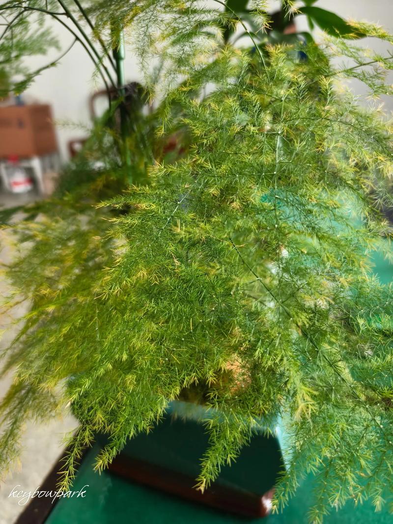 文竹黄叶是什么原因造成的?一文教你快速诊断与急救 文竹黄叶是什么原因造成的?一文教你快速诊断与急救