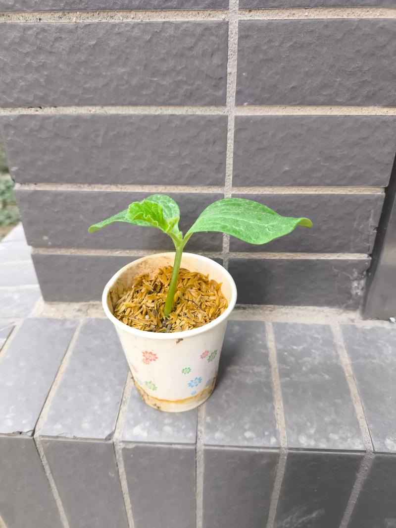 饥荒南瓜种子是什么形状?南瓜植物百科与种植指南 形态特征