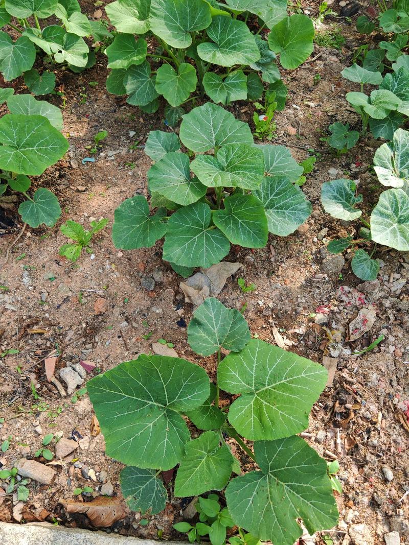 饥荒南瓜种子是什么形状?南瓜植物百科与种植指南 识别要点