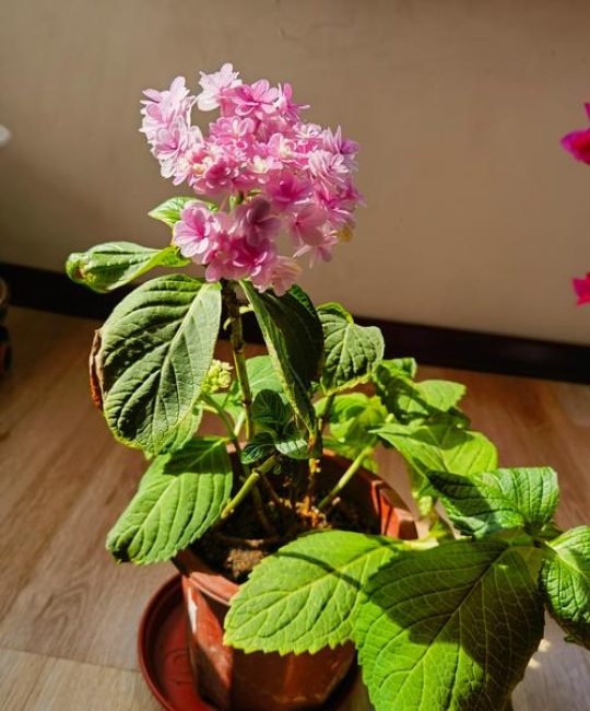 绣球花怕晒太阳吗？光照水肥全攻略