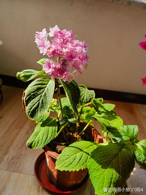绣球花怕晒太阳吗?光照水肥全攻略 绣球花怕晒太阳吗?光照水肥全攻略