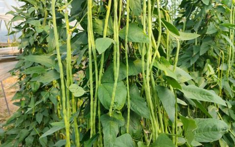 豆角是植物的什么部位？从植物学角度认识豆荚与种子的关系