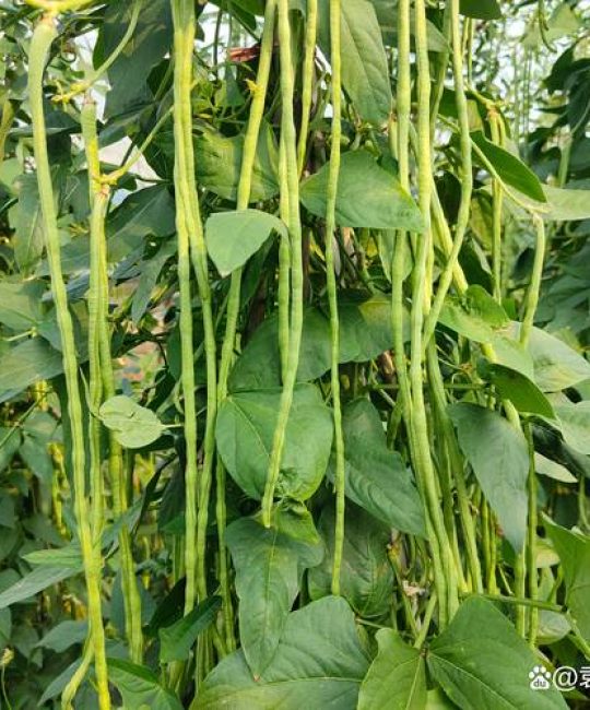 豆角是植物的什么部位？从植物学角度认识豆荚与种子的关系