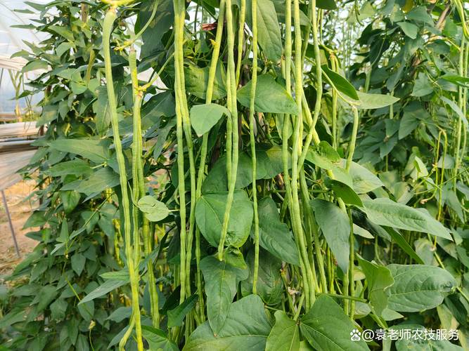 豆角是植物的什么部位?从植物学角度认识豆荚与种子的关系 豆角是植物的什么部位?从植物学角度认识豆荚与种子的关系