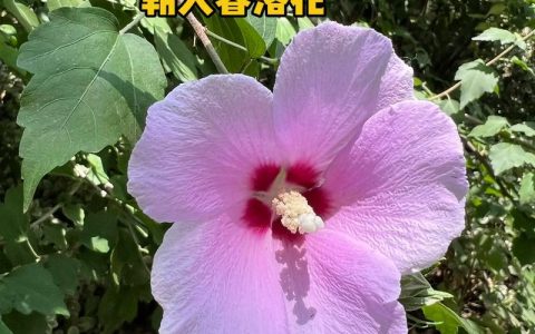 木槿花是哪里的？——探寻木槿花的原产地与园艺栽培指南