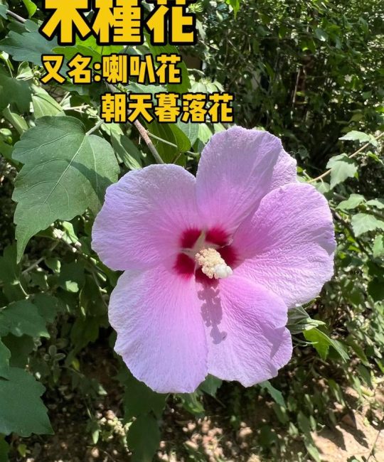 木槿花是哪里的？——探寻木槿花的原产地与园艺栽培指南