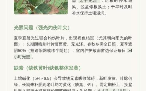 桂花叶子发黄是什么原因？专家教你一步步排查与解决