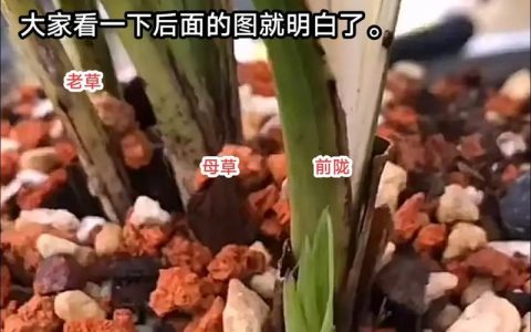 兰花幼苗怎么养？从浇水到换盆，新手也能掌握的安心养护指南
