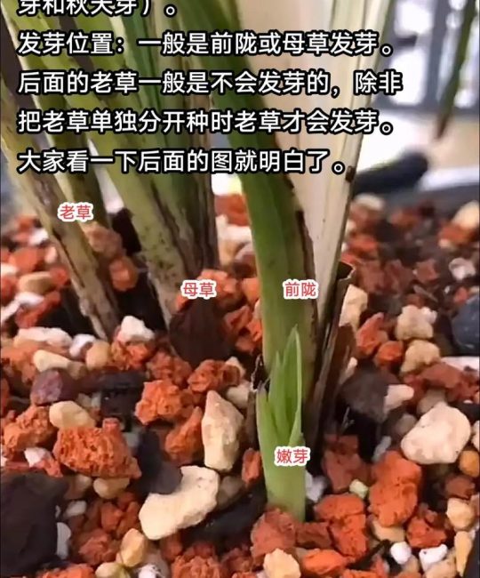 兰花幼苗怎么养？从浇水到换盆，新手也能掌握的安心养护指南