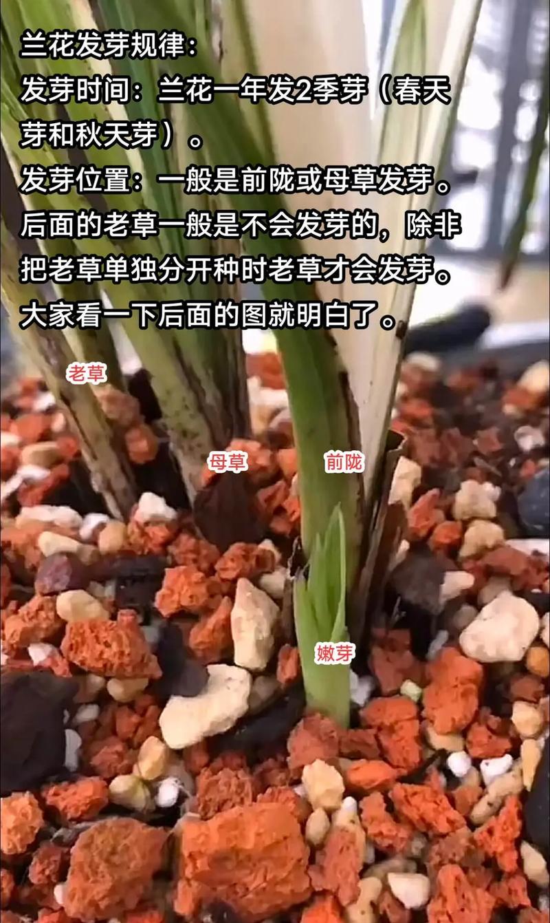 兰花幼苗怎么养?从浇水到换盆,新手也能掌握的安心养护指南 兰花幼苗怎么养?从浇水到换盆,新手也能掌握的安心养护指南
