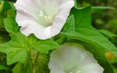 打碗花用什么除草剂能除根
