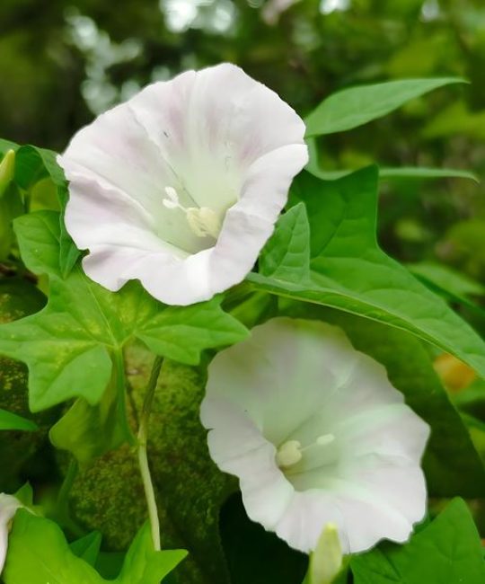 打碗花用什么除草剂能除根