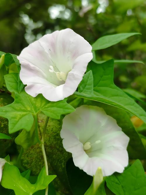 打碗花用什么除草剂能除根 打碗花用什么除草剂能除根