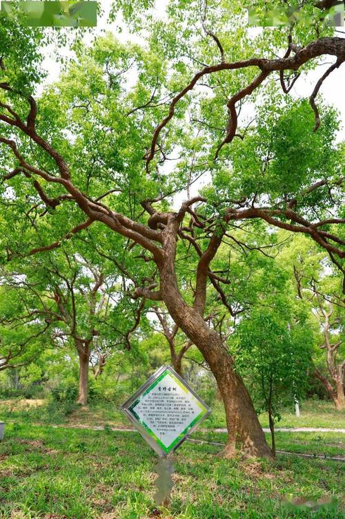一棵大的香樟树多少钱?2026年价格区间与影响因素全解析 数量与采购量优惠