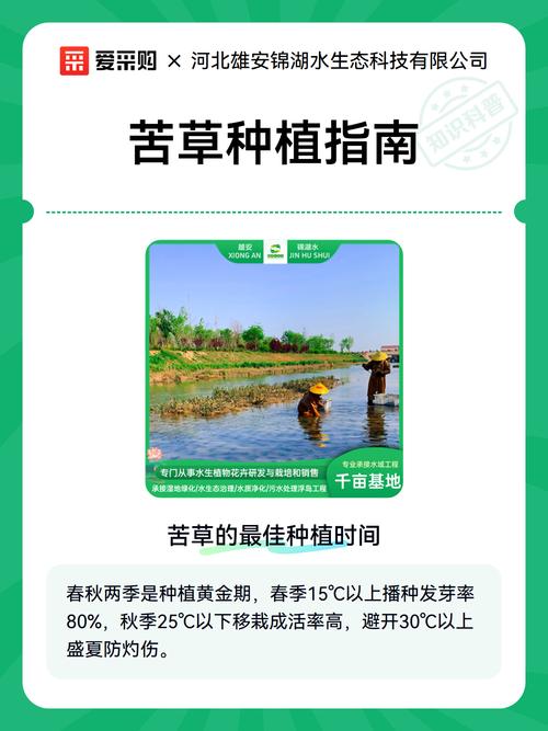 苦草种植时间与全流程操作指南 选择合适的水深与基质条件